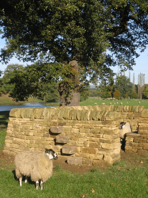 step style and sheep